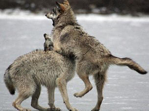 Волки, агрессия внутри стаи